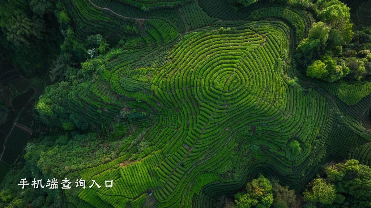 手机端查询入口