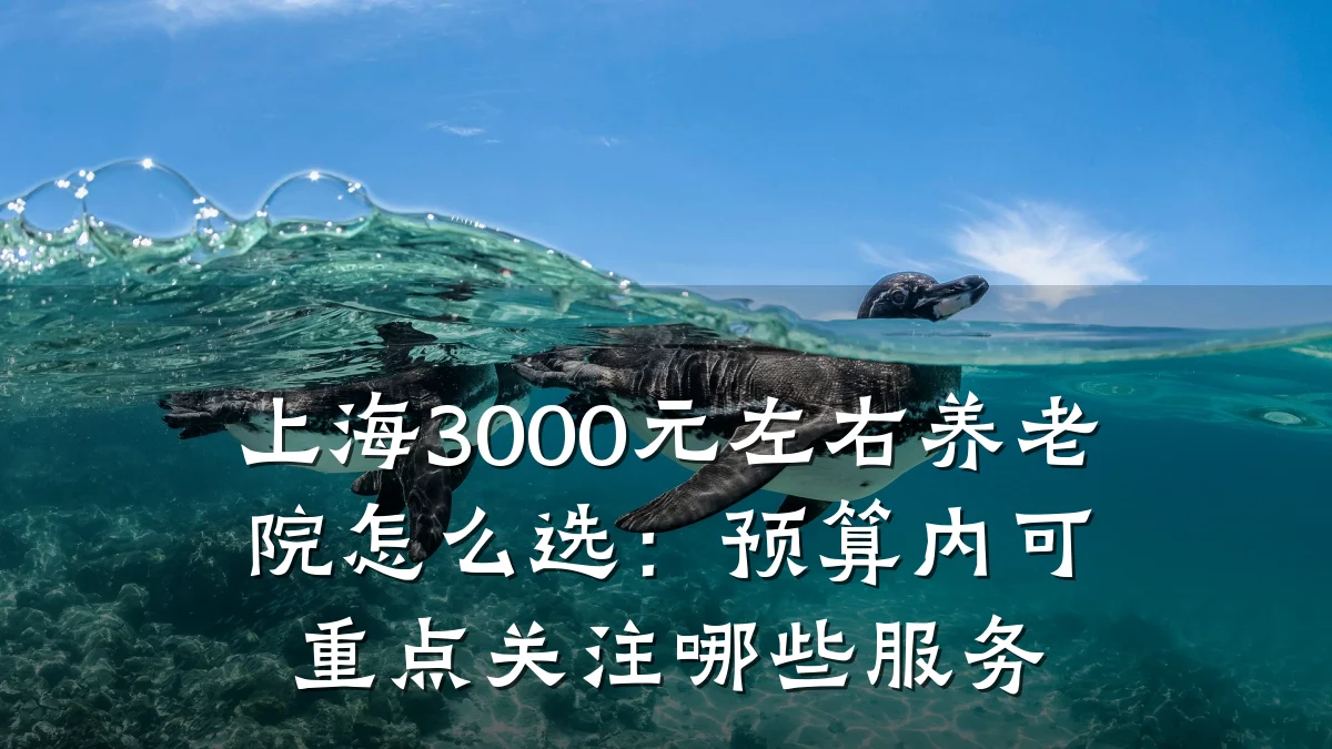 上海3000元左右养老院怎么选：预算内可重点关注哪些服务