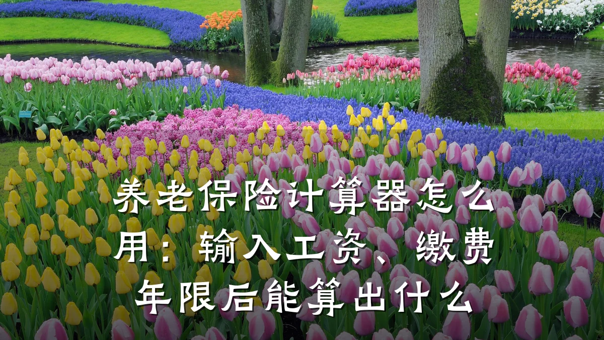 养老保险计算器怎么用:输入工资、缴费年限后能算出什么