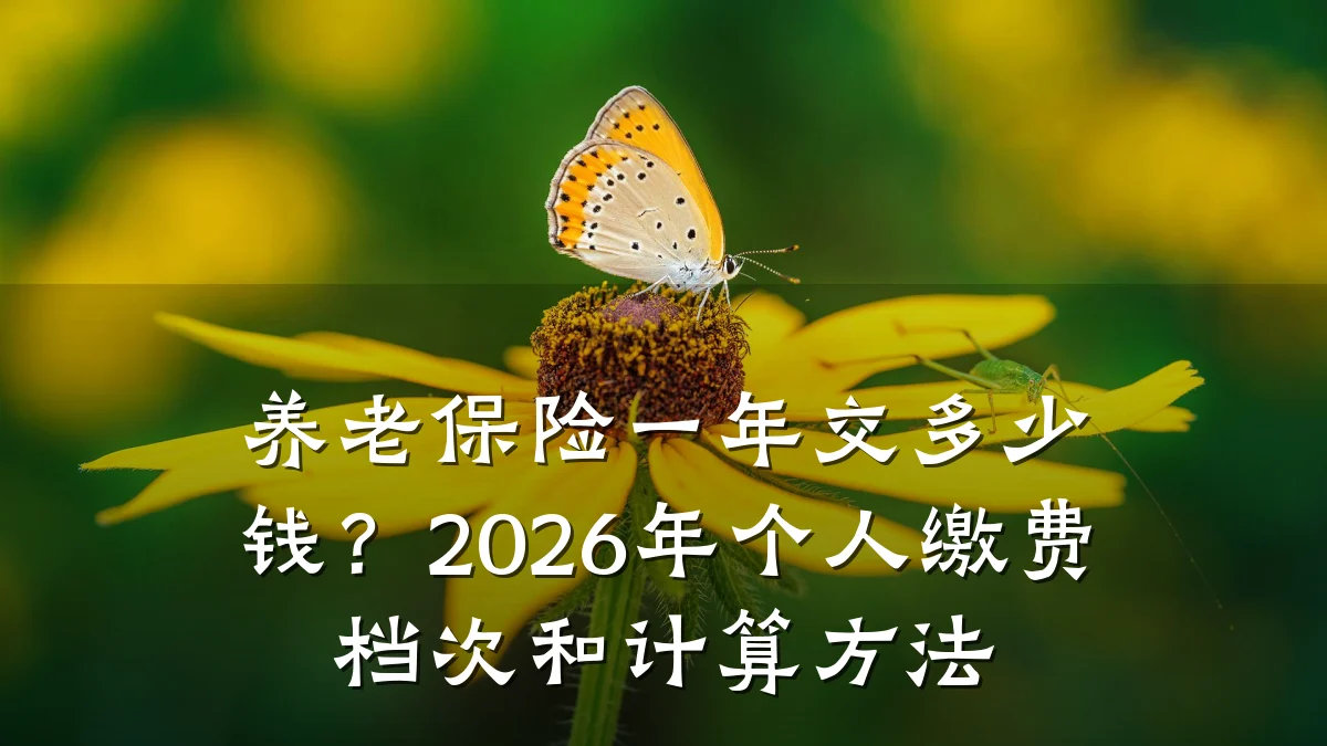 养老保险一年交多少钱?2026年个人缴费档次和计算方法