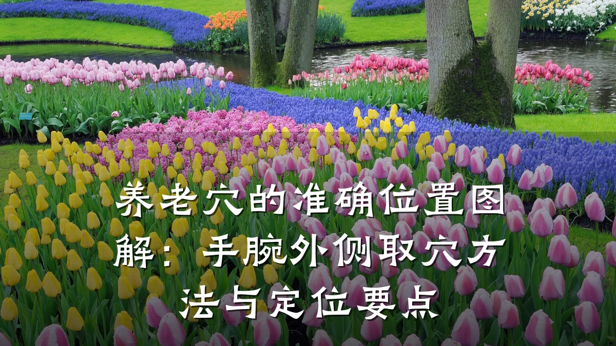 养老穴的准确位置图解：手腕外侧取穴方法与定位要点