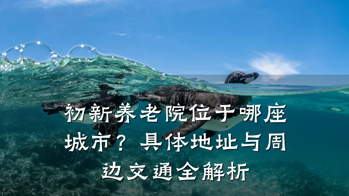 初新养老院位于哪座城市？具体地址与周边交通全解析