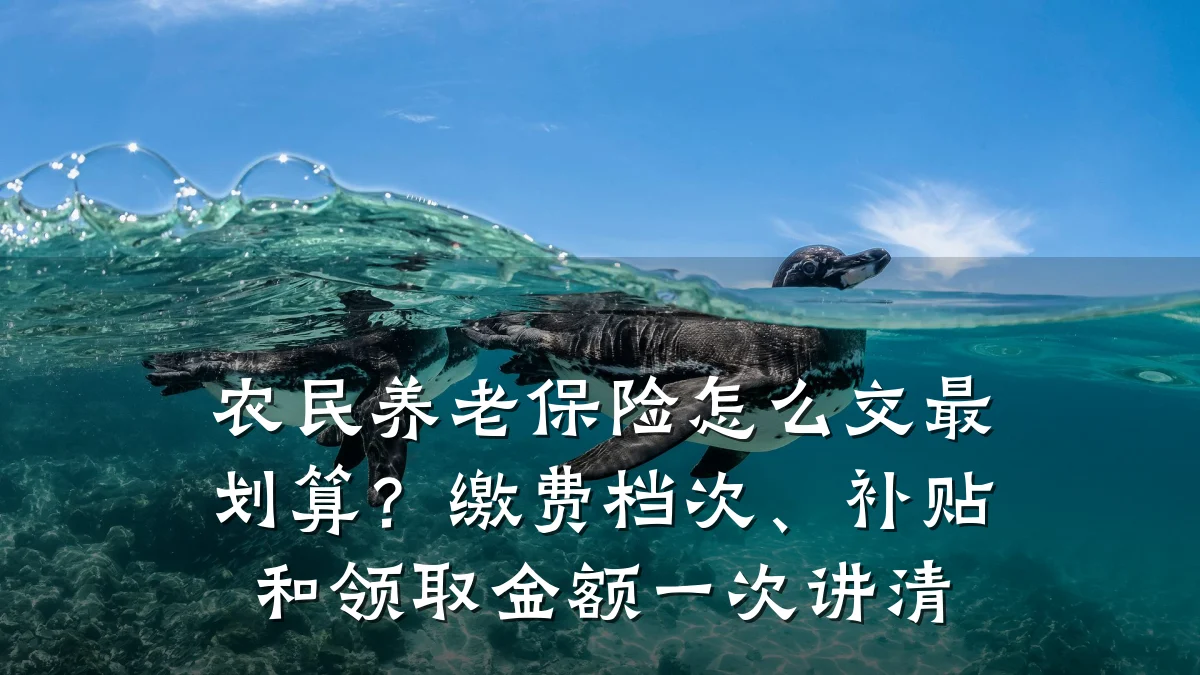农民养老保险怎么交最划算?缴费档次、补贴和领取金额一次讲清