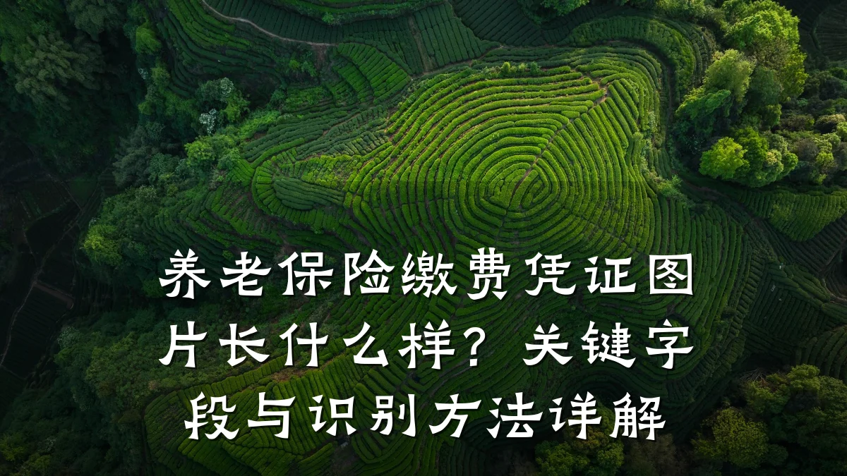 养老保险缴费凭证图片长什么样?关键字段与识别方法详解