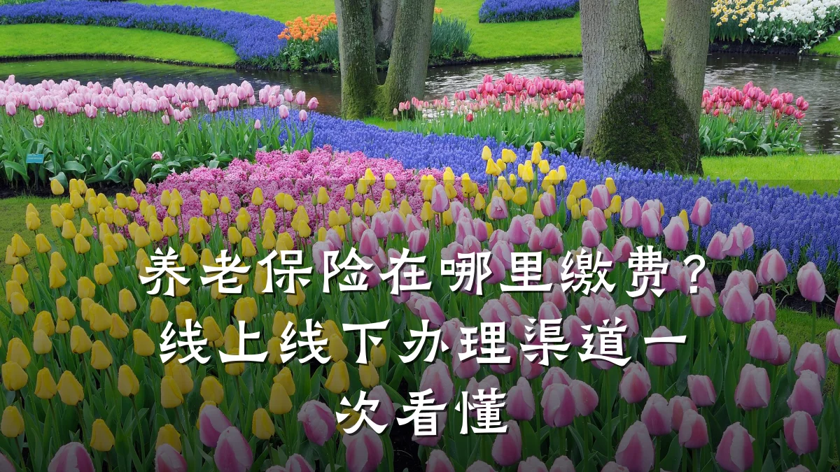 养老保险在哪里缴费?线上线下办理渠道一次看懂