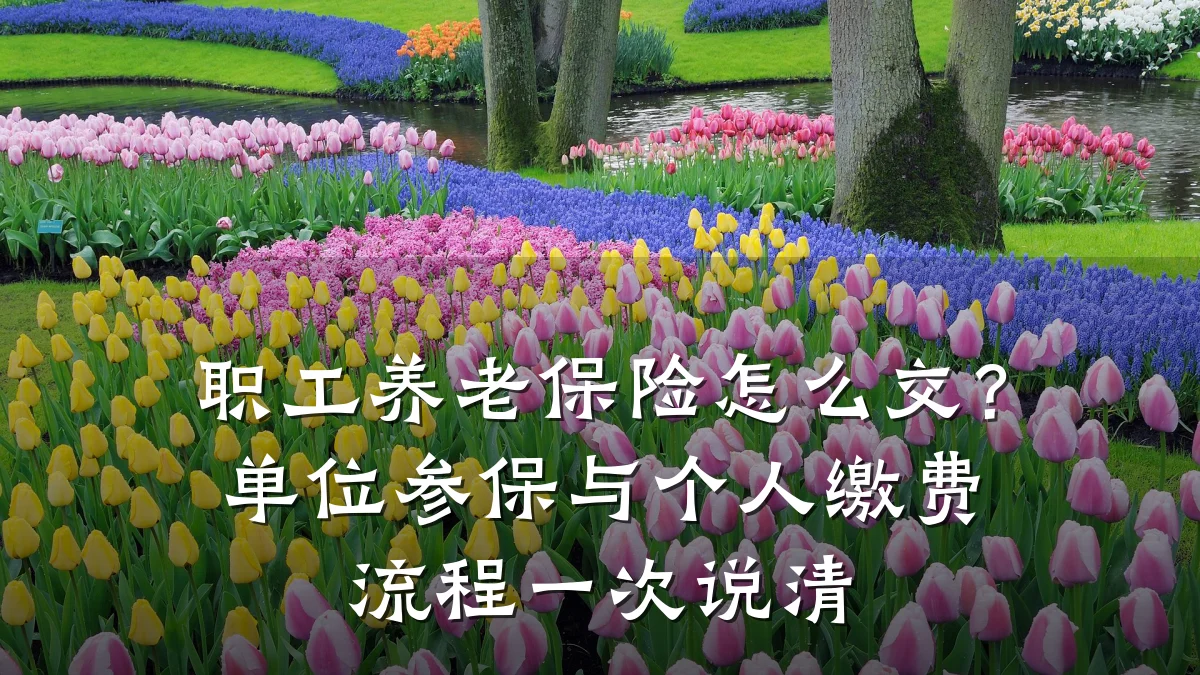 职工养老保险怎么交?单位参保与个人缴费流程一次说清